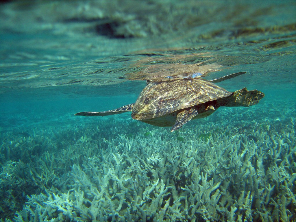 Reef & Marine Life